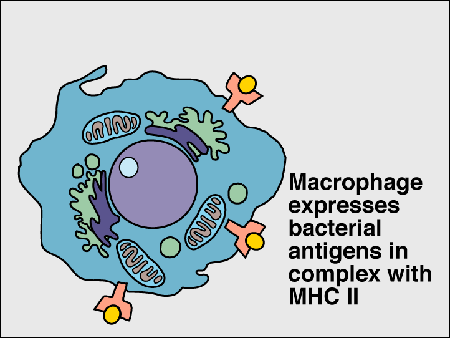 immune2.gif (17276 bytes)