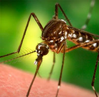 Mosquito