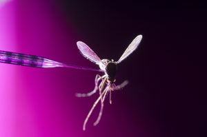 Mosquito Injection