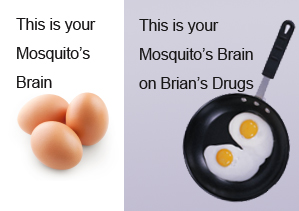 Mosquito brain on drugs