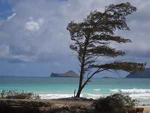Makapuu beach