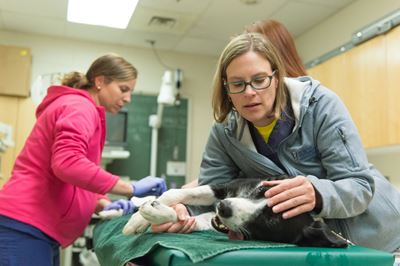 Amy Joesten working with a dog at the CSU Veterinary Teaching Hospital