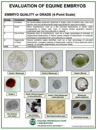 Picture of Embryo Evaluation (Quality Grade) Poster
