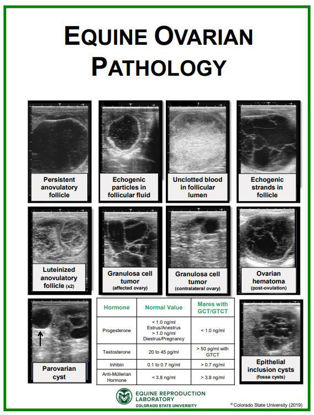 Picture of Equine Ovarian Pathology Poster