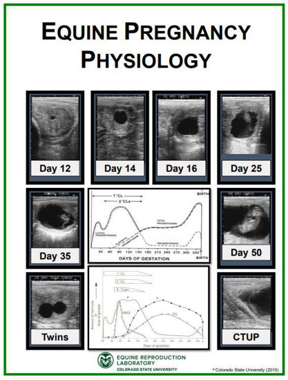 Picture of Equine Pregnancy Evaluation Poster