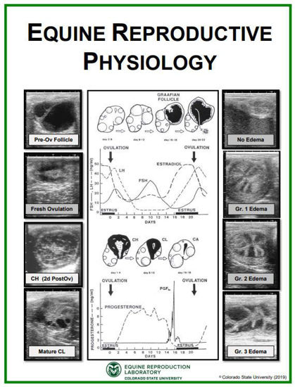 Picture of Equine Reproductive Physiology Poster
