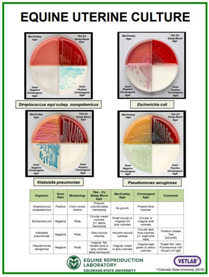 Picture of Equine Uterine Culture Poster
