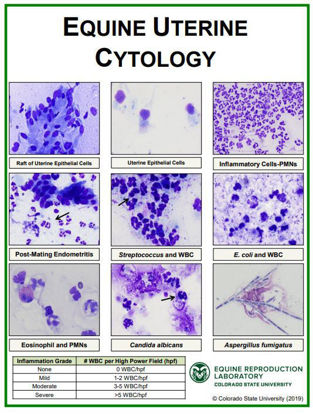 Picture of Equine Uterine Cytology Poster