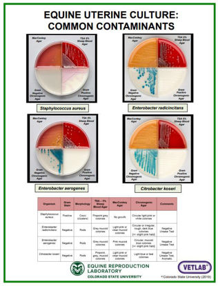 Picture of Uterine Culture Contaminants (2019) Poster
