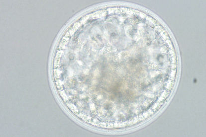Picture of Equine Embryo Transfer