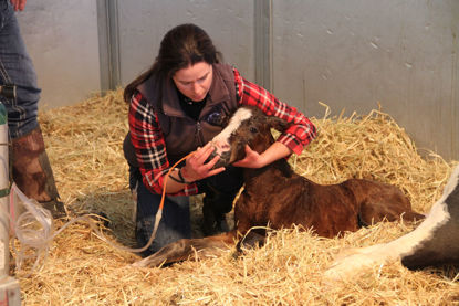 Picture of Foaling And Foal Care