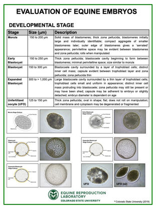 Picture of Embryo Evaluation (Developmental Stage) Poster