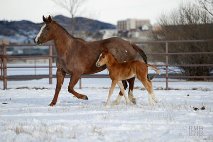 Picture of January 13-17, 2025 - Equine Reproductive Management: Stallion, Mare, and Newborn Foal