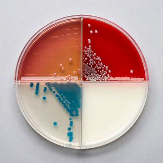 Picture of September 18, 2025 - The Problem Mare (DVM Only); Laboratory Session Only