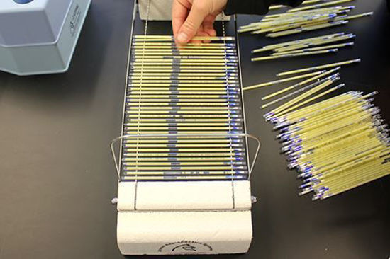 Picture of September 19, 2025 - Freezing, Handling & Storage of Stallion Semen; Laboratory Session Only