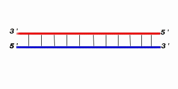 DNA.gif (515964 bytes)