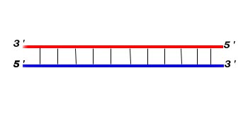 dna01.jpg (10325 bytes)
