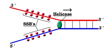 dna02.jpg (15873 bytes)