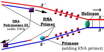 dna04.jpg (25369 bytes)