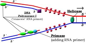 dna06.jpg (23988 bytes)