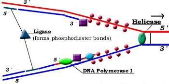 dna07.jpg (22611 bytes)