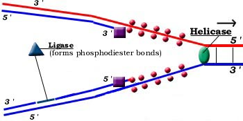 dna08.jpg (20335 bytes)