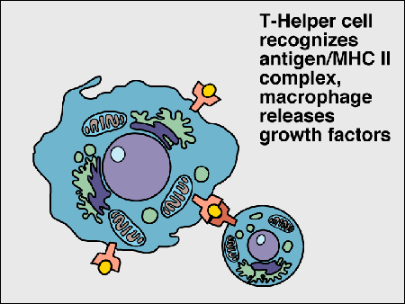 immune03.gif (19103 bytes)