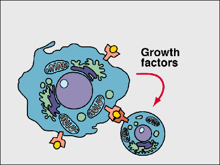 immune04.gif (16136 bytes)