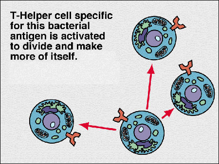 immune5.gif (36191 bytes)