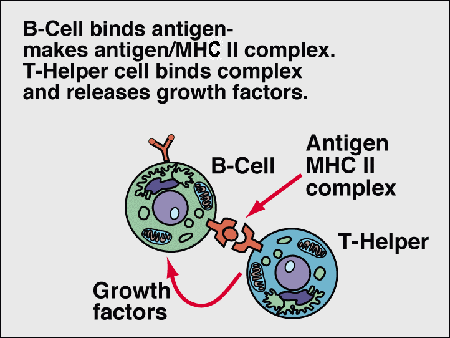 immune7.gif (18830 bytes)