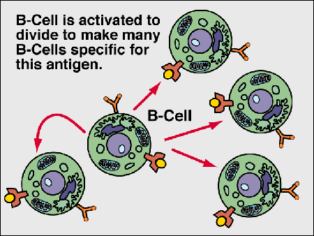 immune8.gif (24971 bytes)