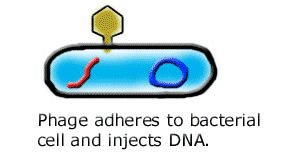 spectrans.gif (859894 bytes)